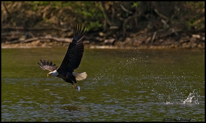 _0SB9146 bald eagle catching fish.jpg